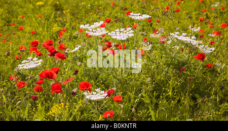 En fleurs coquelicots dans le champ, Portugal, Europe Banque D'Images