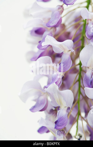 Fleurs Wisteria sinensis sur le côté sur un fond blanc. Banque D'Images