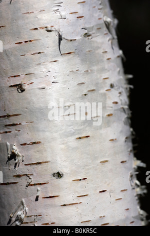 [Silver] [Bouleau Betula pendula], 'close up' [Détail] l'écorce des arbres, England, UK Banque D'Images