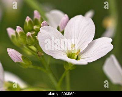 Cuckooflower ou Lady's Smock Cardamine pratensis Brassicaceae Banque D'Images