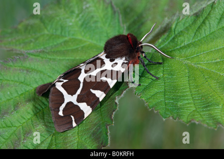 Tigre Arctia caja lépidoptère jardin au repos sur leaf Bedfordshire Potton Banque D'Images