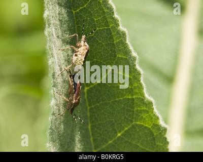 Shieldbugs ou poilue Prunelle Bugs Dolycoris baccarum Pentatomidae l'accouplement sur une feuille et montrant achille détail Banque D'Images