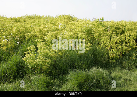 Alexanders Smyrnium olusatrum Ombellifères Apiacées Banque D'Images