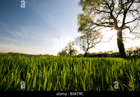 Les jeunes de nouvelles cultures retour allumé par Sun dans la campagne du Hampshire England UK Banque D'Images