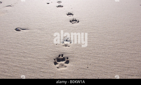 Empreintes de pattes de chien dans le sable Banque D'Images