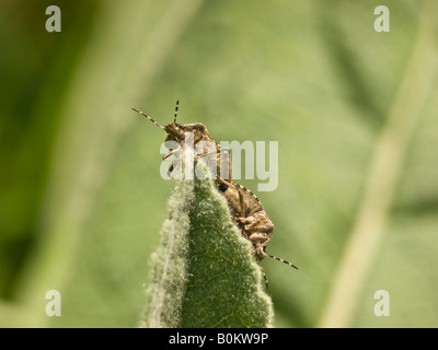 Shieldbugs ou poilue Prunelle Bugs Dolycoris baccarum Pentatomidae l'accouplement sur la pointe d'une feuille Banque D'Images