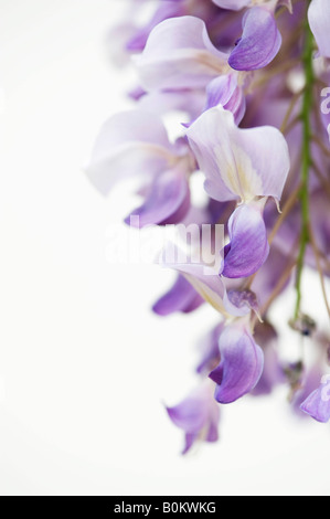 Fleurs Wisteria sinensis sur le côté sur un fond blanc. Banque D'Images