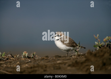 Gravelot Charadrius alexandrinus homme Espagne printemps Banque D'Images