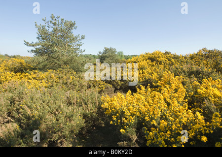 L'ajonc en fleur Frensham Common Surrey UK Banque D'Images