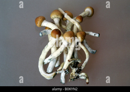 Psilocybe Cubensis hallucinogène magic mushroom Banque D'Images