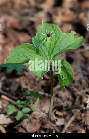 Herb-paris Paris quadrifolia bois Gamlingay Cambridgeshire Banque D'Images