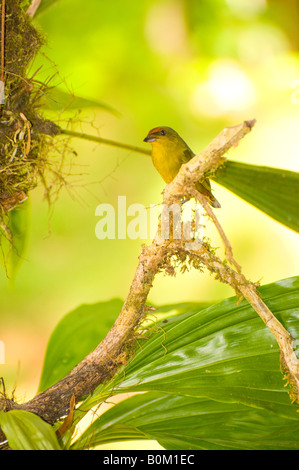 Le COSTA RICA appuie d'Olive femelle oiseau Euphonia reposant sur branche d'arbre en rainforest habitat. Banque D'Images