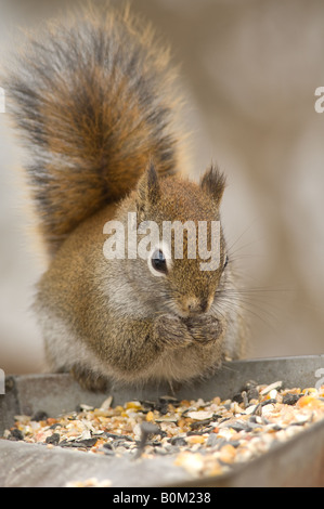 Un Écureuil roux raids une mangeoire pour les graines pendant l'hiver. Banque D'Images