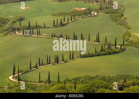 Une liquidation de la voie agricole bordée de cyprès. Une scène typique de Toscane. La toscane, italie. Banque D'Images