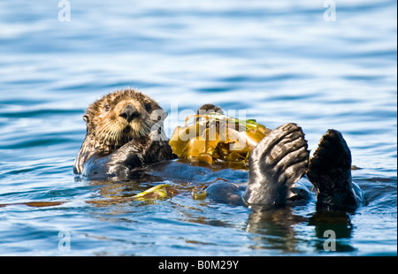 USA Alaska Sea Otter reposant sur lit de varech dans ocean Banque D'Images