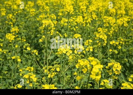 Gros plan d'un champ de fleurs de colza jaune vif en fleurs sur des tiges vertes sous la lumière naturelle du soleil, mettant en valeur un paysage agricole dynamique. Banque D'Images