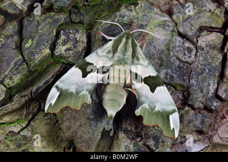 Hawk moth Mimas tiliae Lime au repos sur Potton journal Bedfordshire Banque D'Images