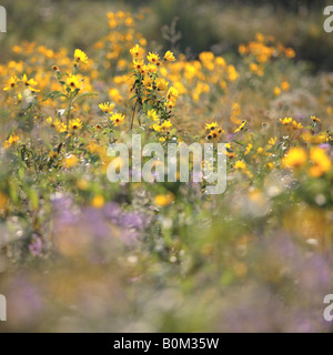 La fin de l'été fleurs sauvages DANS LE NORD DE L'ILLINOIS USA MIDWEST PRAIRIE Banque D'Images