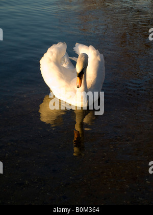 Europe Royaume-uni sunbury on thames cygnes sunbury Banque D'Images