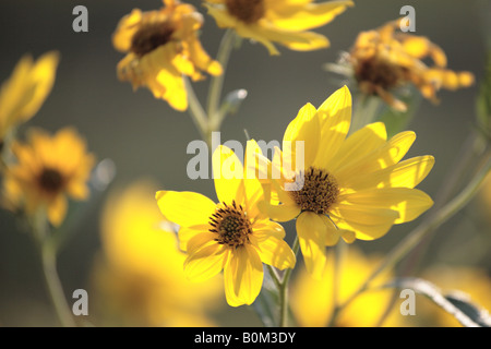 La fin de l'été fleurs sauvages DANS LE NORD DE L'ILLINOIS USA MIDWEST PRAIRIE Banque D'Images