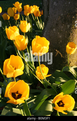 Bouquet de fleurs tulipe jaune vert avec des tiges et feuilles dans un jardin éclairé par le soleil couchant Banque D'Images