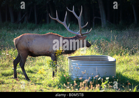 Wapiti Cervus elaphus Wapiti AKA À ELK GROVE VILLAGE, Illinois USA Banque D'Images