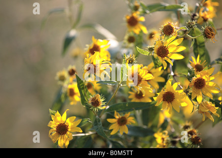 La fin de l'été fleurs sauvages DANS LE NORD DE L'ILLINOIS USA MIDWEST PRAIRIE Banque D'Images