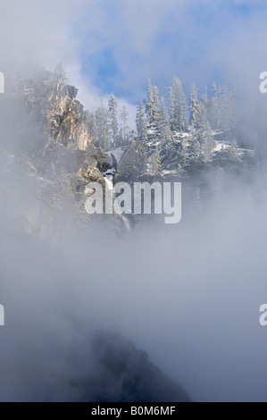 Arbres en nuages de tempête de neige sur le bord de la vallée Yosemite Yosemite National Park California Banque D'Images