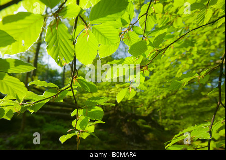 Feuilles de hêtre en Cumbria Ambleside forestiers printemps UK Banque D'Images