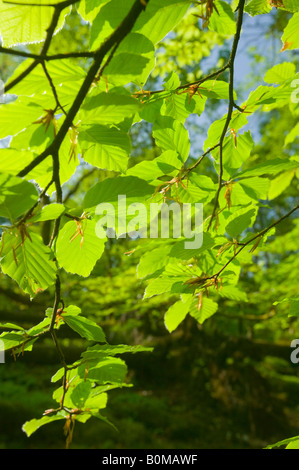 Feuilles de hêtre en Cumbria Ambleside forestiers printemps UK Banque D'Images