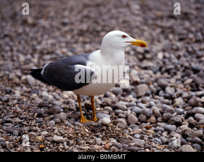 Goéland à manteau noir moindre Larus fuscus. Banque D'Images