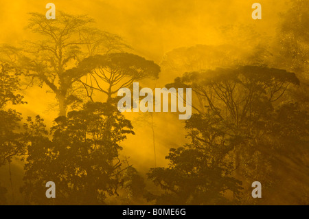 COSTA RICA matin les rayons du soleil filtrant à travers la lumière tôt le matin dans la rivière Pacuare inférieur rainforest pentes des Caraïbes Banque D'Images