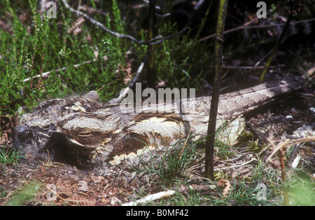 Nightjar et chick assis sur son nid - une parfaite illustration du camouflage Banque D'Images