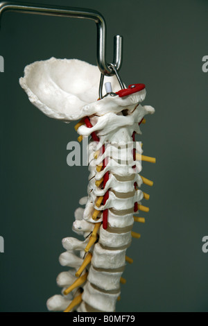 Un modèle du rachis cervical (cou) du corps humain dont l'occiput Banque D'Images