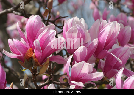 De nombreuses fleurs violet et blanc printemps fleurs sur une branche d'un tulip magnolia (magnolia denudata). Banque D'Images