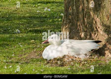 Oie des neiges (Anser caerulescens) assise sur son nid au printemps Banque D'Images