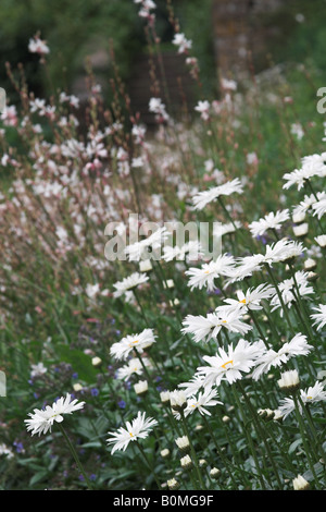 White Ox-eye Daisies dans une bordure de jardin de Cottage anglais, Royaume-Uni Banque D'Images