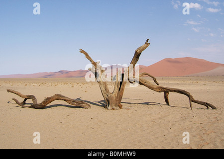 Les vestiges d'une vieille Camel Thorn Tree en photo dans le contexte de la gammes des dunes rouges du désert du Namib en Namibie. Banque D'Images