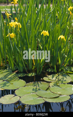 Yellow Flag Ilevers (Iris pseudacorus) en fleur dans l'étang de jardin au printemps au Royaume-Uni Banque D'Images