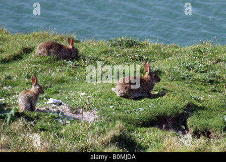 Famille de lapins sur prairie de craie sur clifftop England UK Banque D'Images