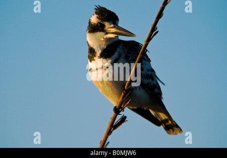 Un Africain pied kingfisher Ceryle rudis perché sur un roseau contre un beau ciel bleu clair. Banque D'Images