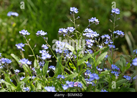 Vergissmeinnicht Blumen, fleurs forgetmenot Banque D'Images