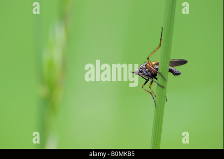 Empis livida. Dance fly / Idemployés voler sur une tige d'herbe Banque D'Images