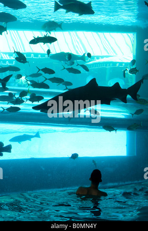 Le réservoir, un aquarium des requins incorporés dans une piscine de l'hôtel, le Golden Nugget, Las Vegas, Nevada, USA Banque D'Images