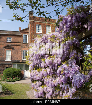 Fleurs de glycine À L'ENTRÉE DE Hollytrees Museum à Colchester, la plus ancienne ville inscrite en Grande Bretagne Banque D'Images