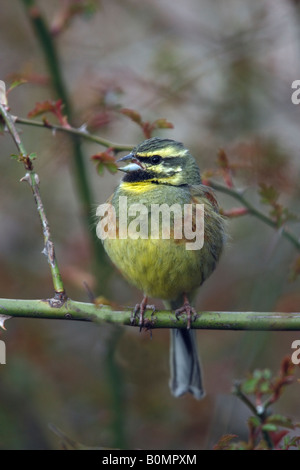 Cirl bunting Emberiza cirlus printemps Espagne mâle Banque D'Images