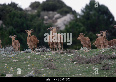 Mouflon ou mouflon Ammotragus lervia Espuna Parc National Espagne Banque D'Images