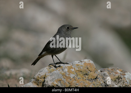 Rougequeue noir Phoenicurus ochruros Espagne femme printemps Banque D'Images