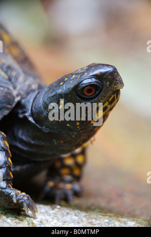 Libre d'une tortue tabatière. Banque D'Images