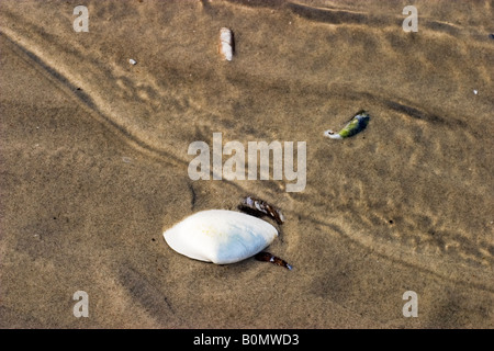 White Shell de moules sont dans le sable Banque D'Images
